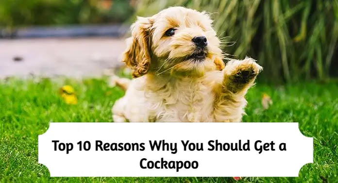 Top 10 Reasons Why You Should Get a Cockapoo
