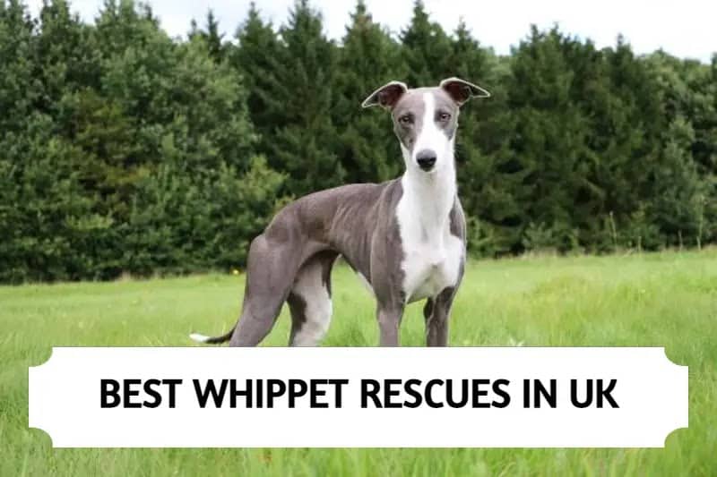 Whippet Rescues In UK