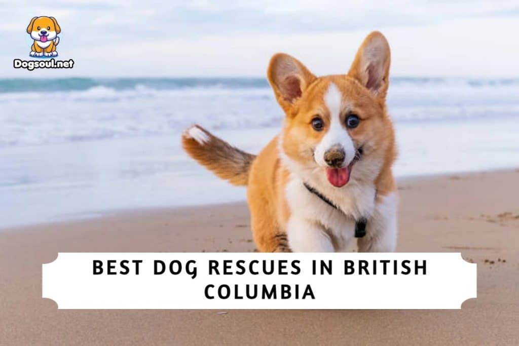best dog rescues in british columbia (BC)