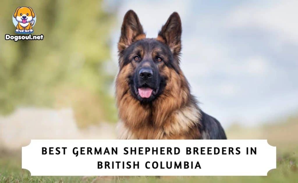 german shepherd breeders in british columbia