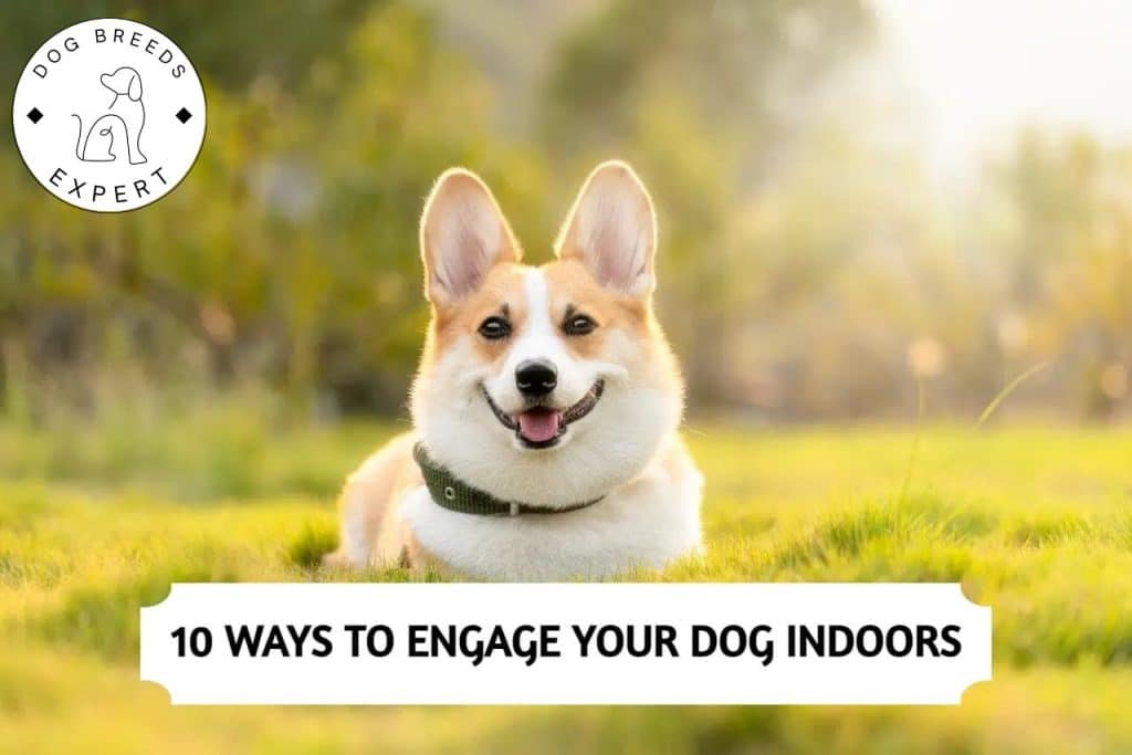 10 Ways to Engage Your Dog indoors