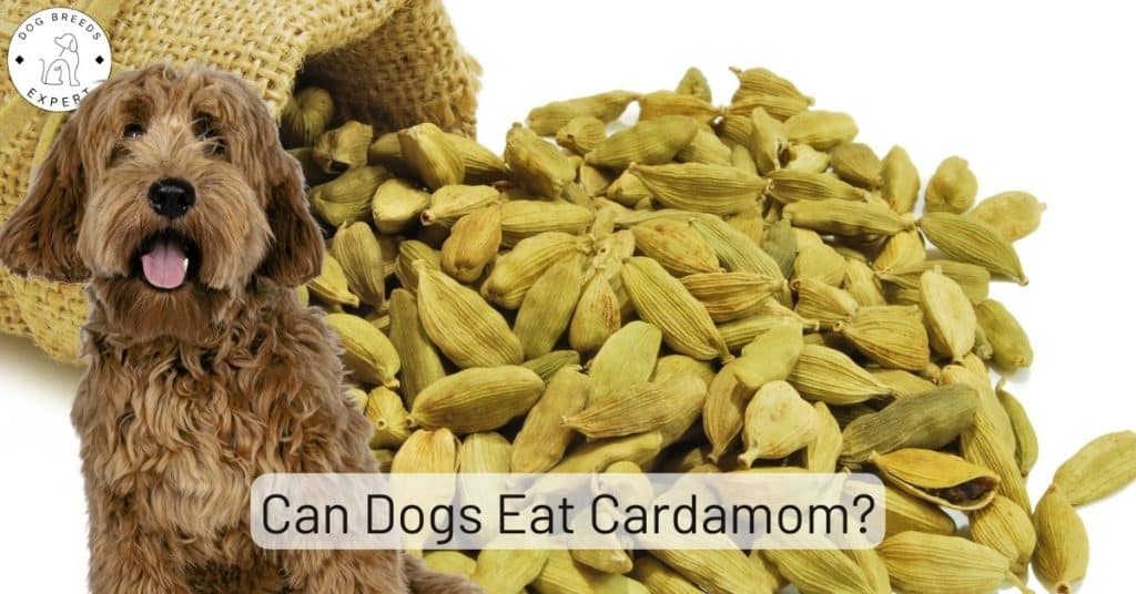 Can Dogs Eat Cardamom