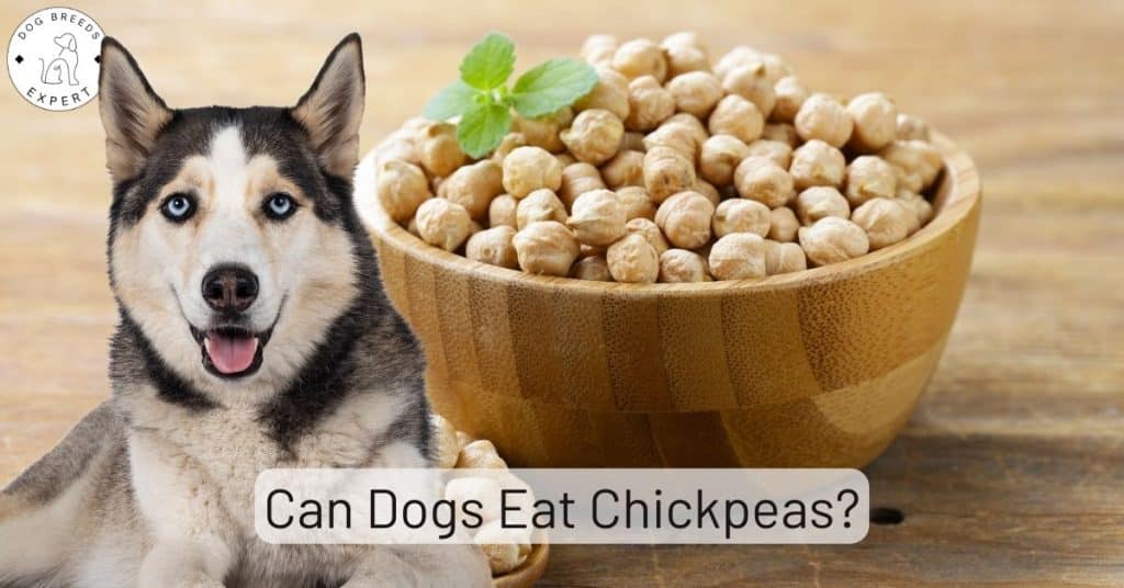 Can Dogs Eat Chickpeas