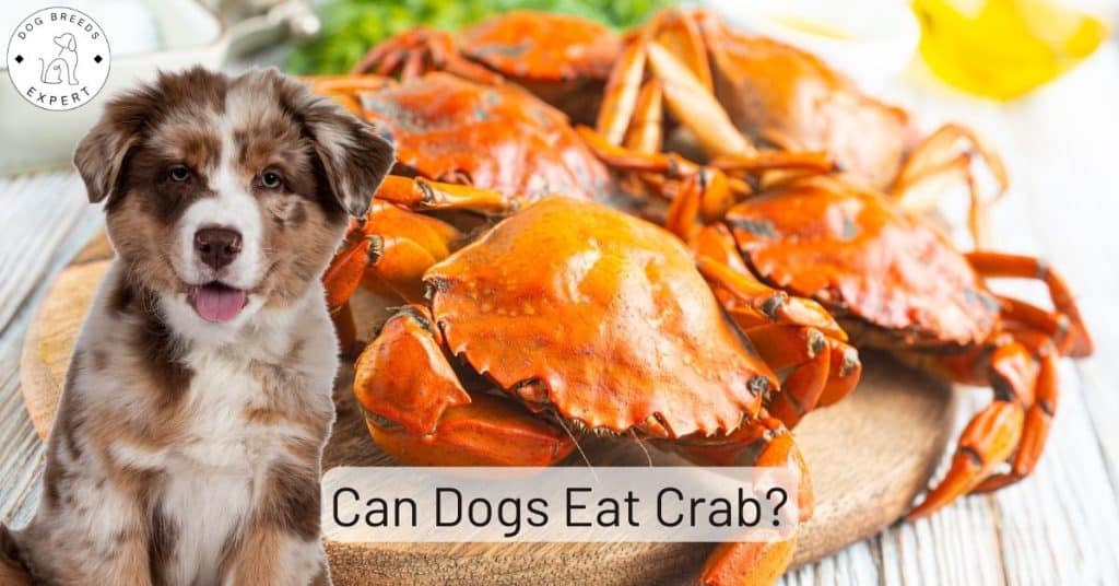 Can Dogs Eat Crab