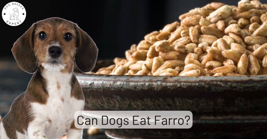Can Dogs Eat Farro
