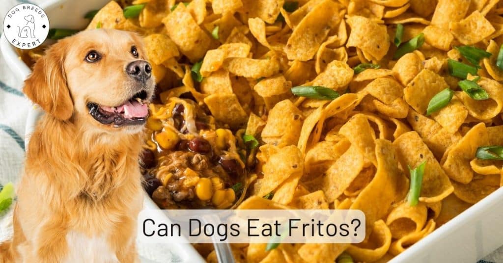 Can Dogs Eat Fritos