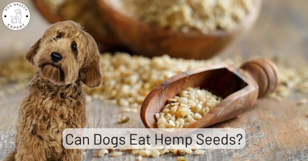 Can Dogs Eat Hemp Seeds