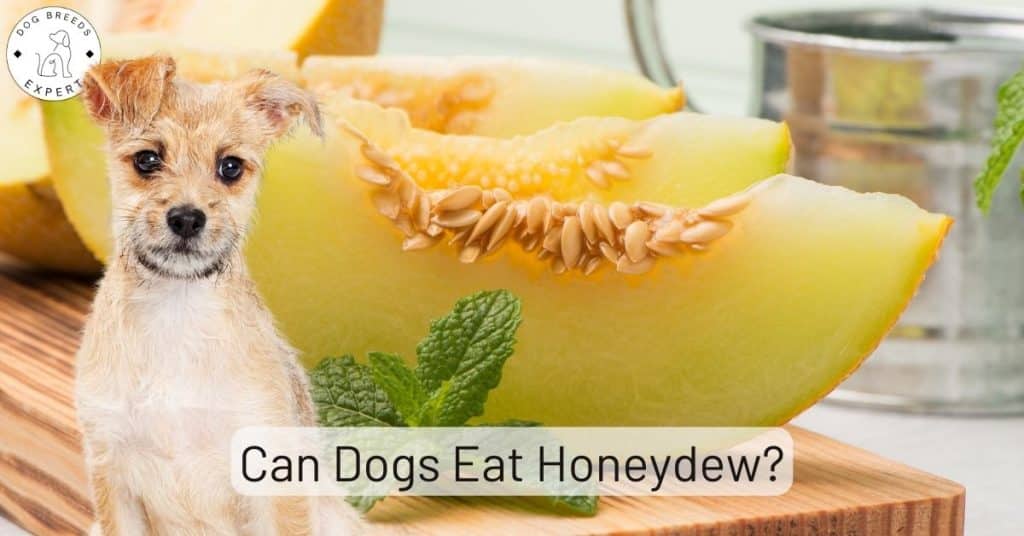 Can Dogs Eat Honeydew
