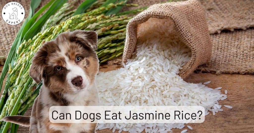 Can Dogs Eat Jasmine Rice