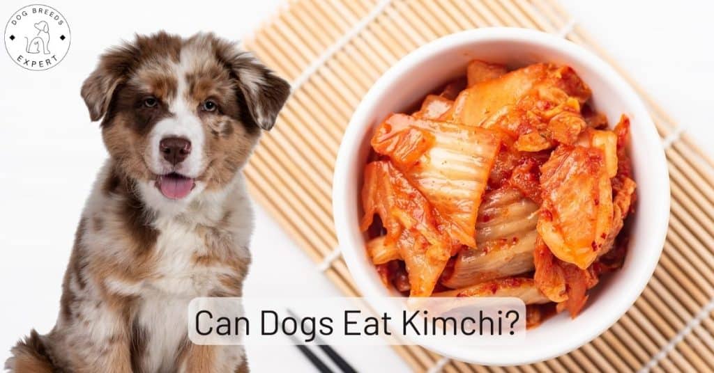 Can Dogs Eat Kimchi