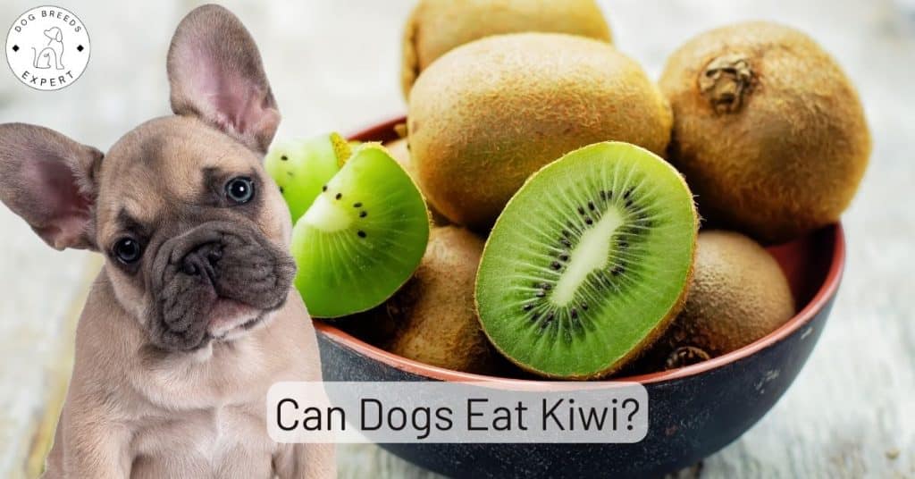 Can Dogs Eat Kiwi