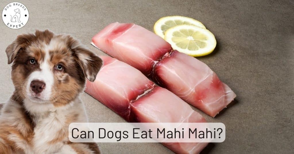 Can Dogs Eat Mahi Mahi