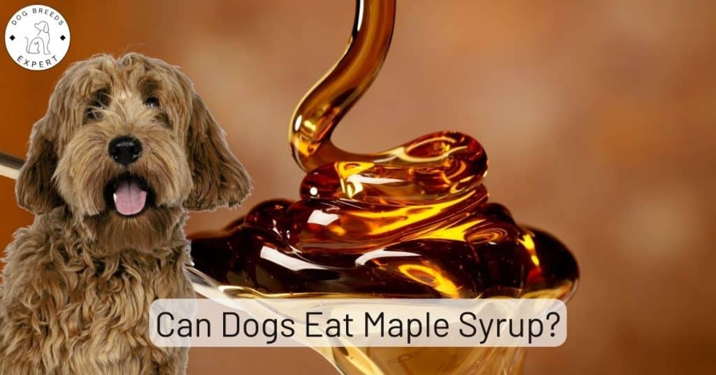 Can Dogs Eat Maple Syrup