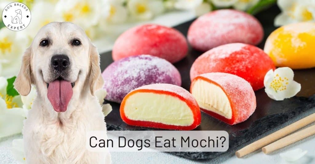 Can Dogs Eat Mochi