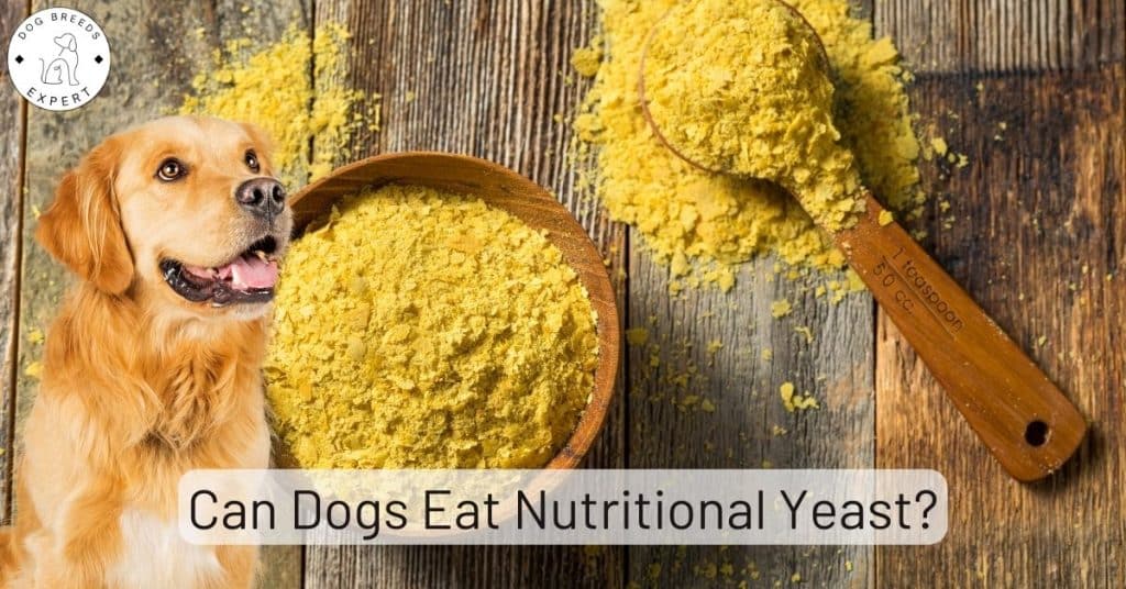 Can Dogs Eat Nutritional Yeast