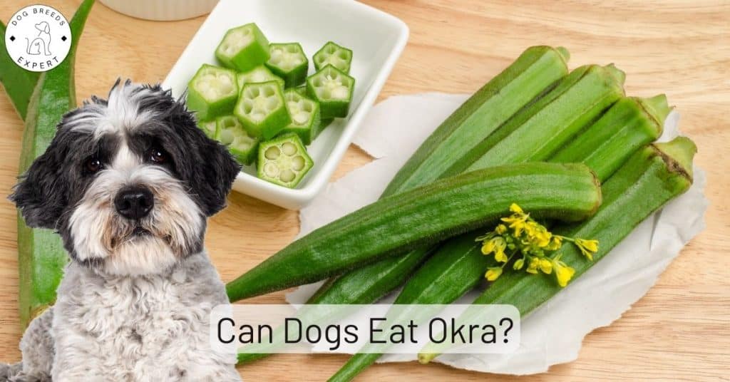 Can Dogs Eat Okra
