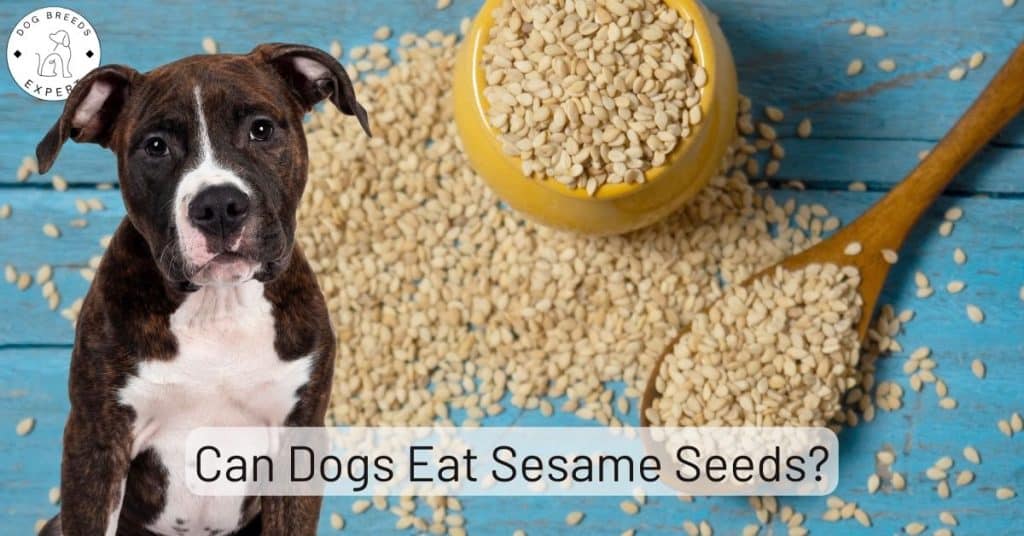 Can Dogs Eat Sesame Seeds