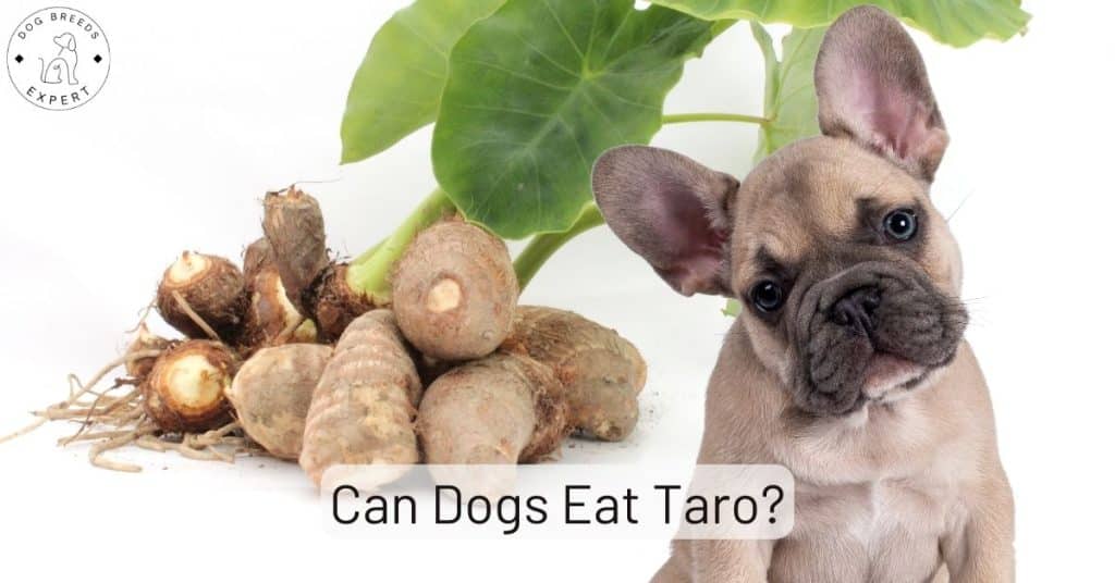 Can Dogs Eat Taro