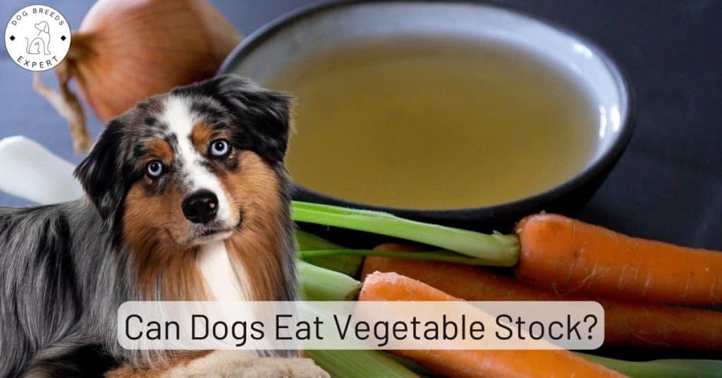 Can Dogs Eat Vegetable Stock