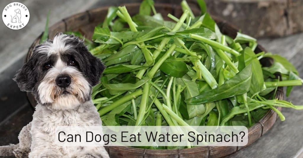Can Dogs Eat Water Spinach