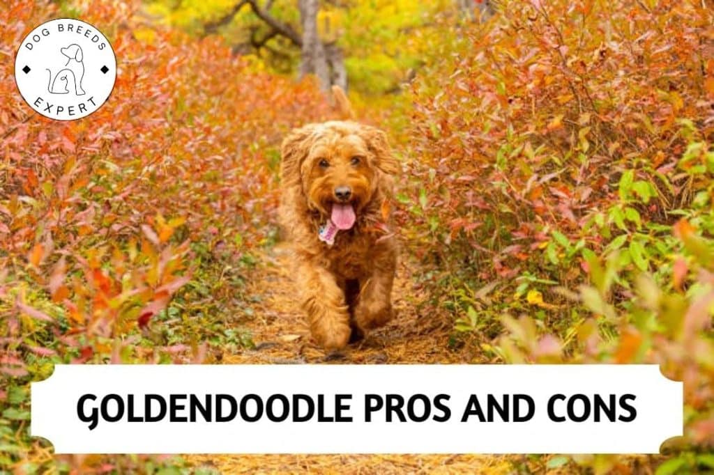 Goldendoodle-Pros-and-Cons