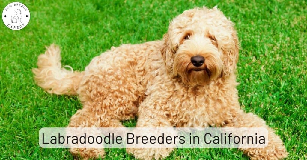 Labradoodle Breeders in California [2025] | List of 6 Local Breeders