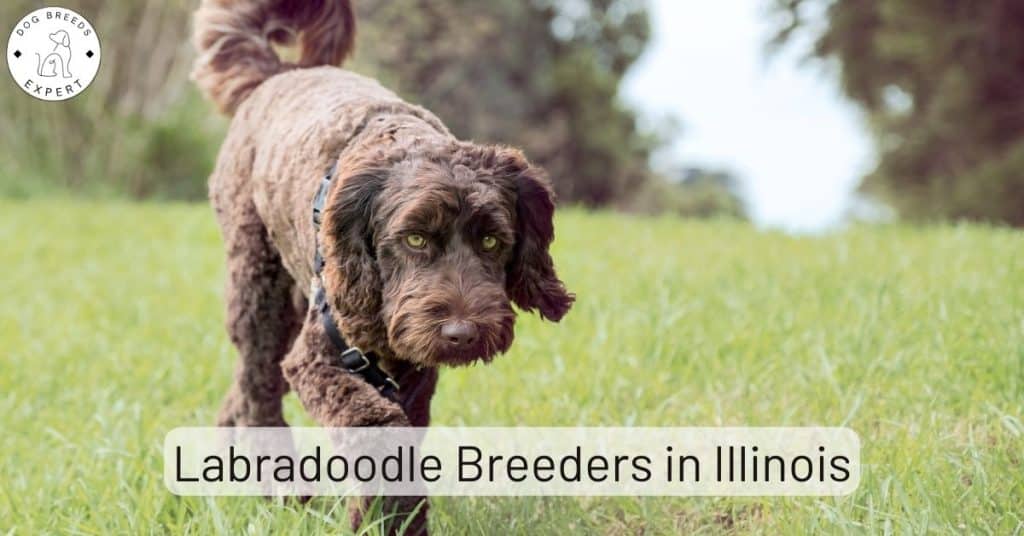Labradoodle Breeders in Illinois