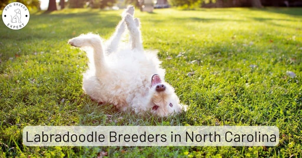 Labradoodle Breeders in North Carolina [2025] | List of 5 Local Breeders