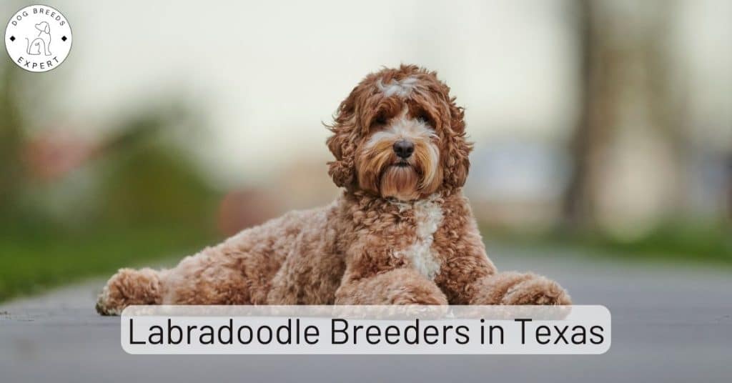 Labradoodle Breeders in Texas [2025] | List of 5 Local Breeders