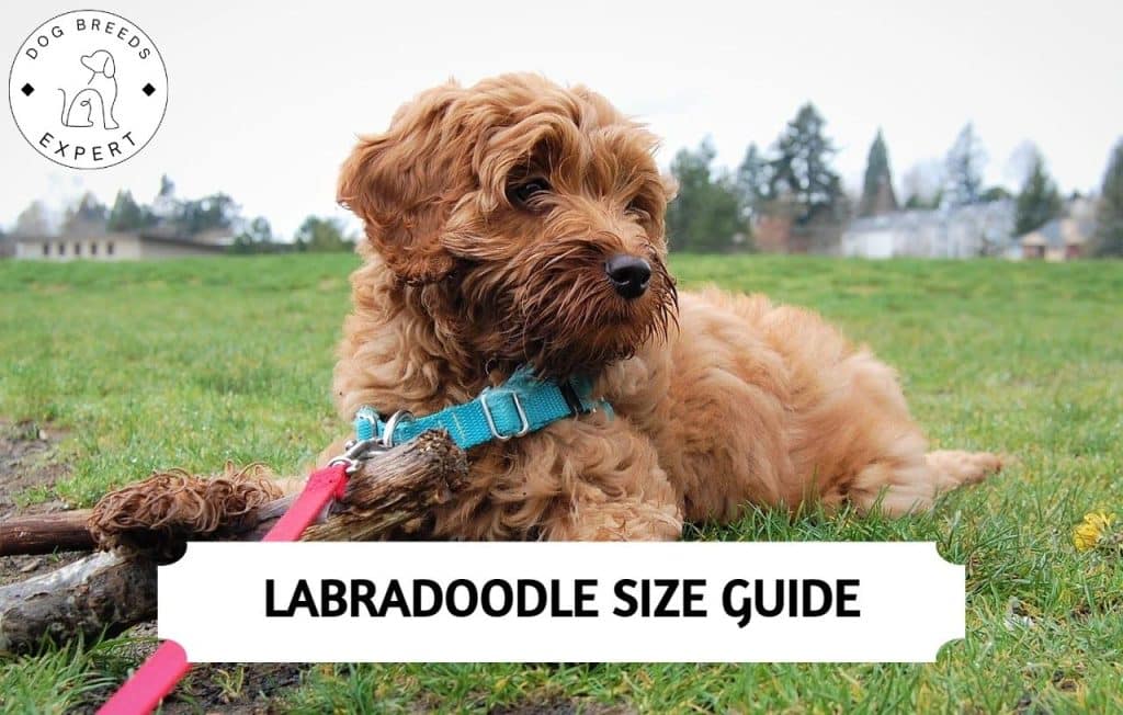 Labradoodle Full Grown
