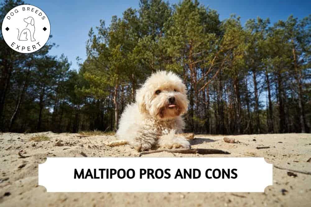 Maltipoo-Pros-And-Cons