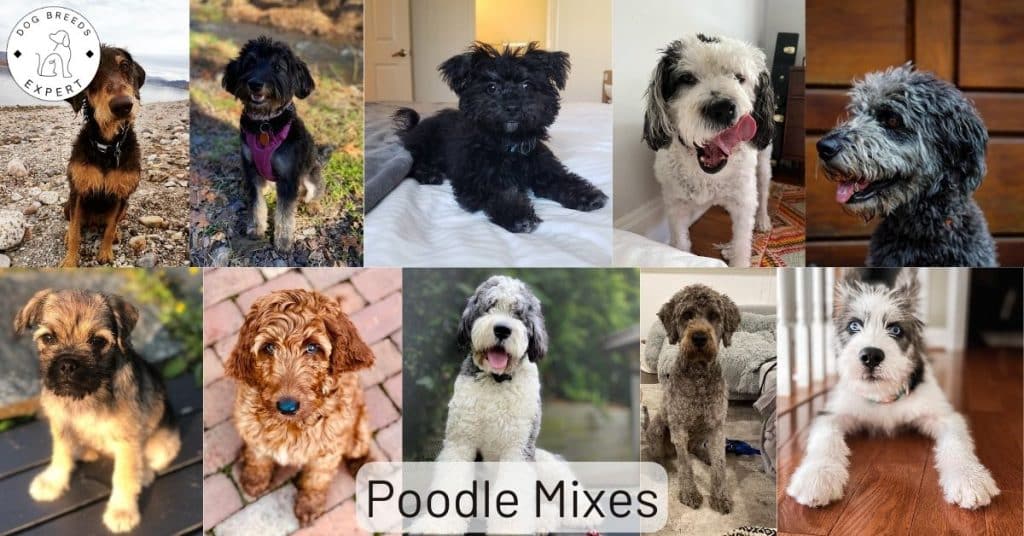 Poodle Mixes