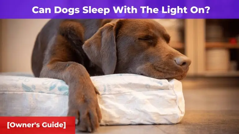 Can Dogs Sleep With The Light On? [Owner’s Guide]