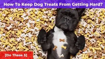 How To Keep Dog Treats From Getting Hard [Do These 5 Things]