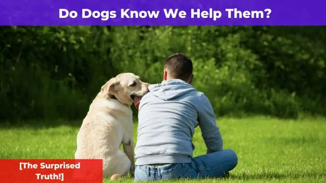 Do Dogs Know We Help Them? [The Surprising Truth]