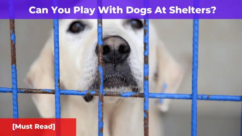 Can You Play With Dogs At Shelters? [Must Read]