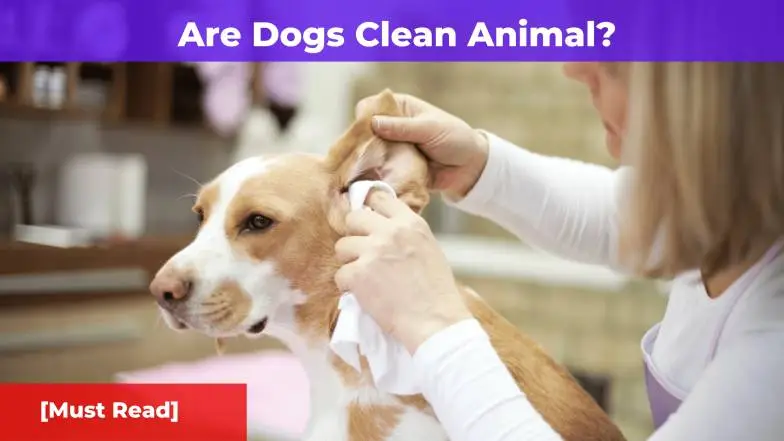 Are Dogs Clean Animals? [Must Read]