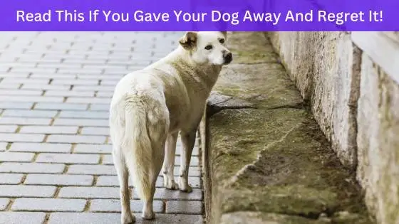 Read This If You Gave Your Dog Away And Regret It