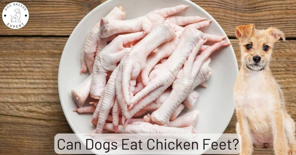 Can Dogs Eat Chicken Feet?
