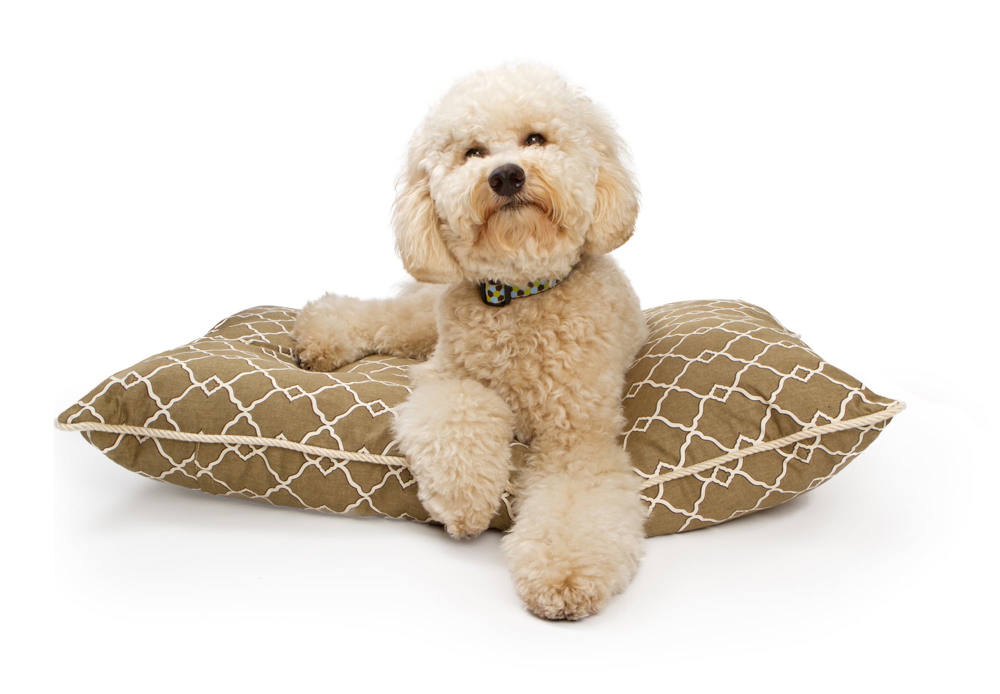 Labradoodle companion dog