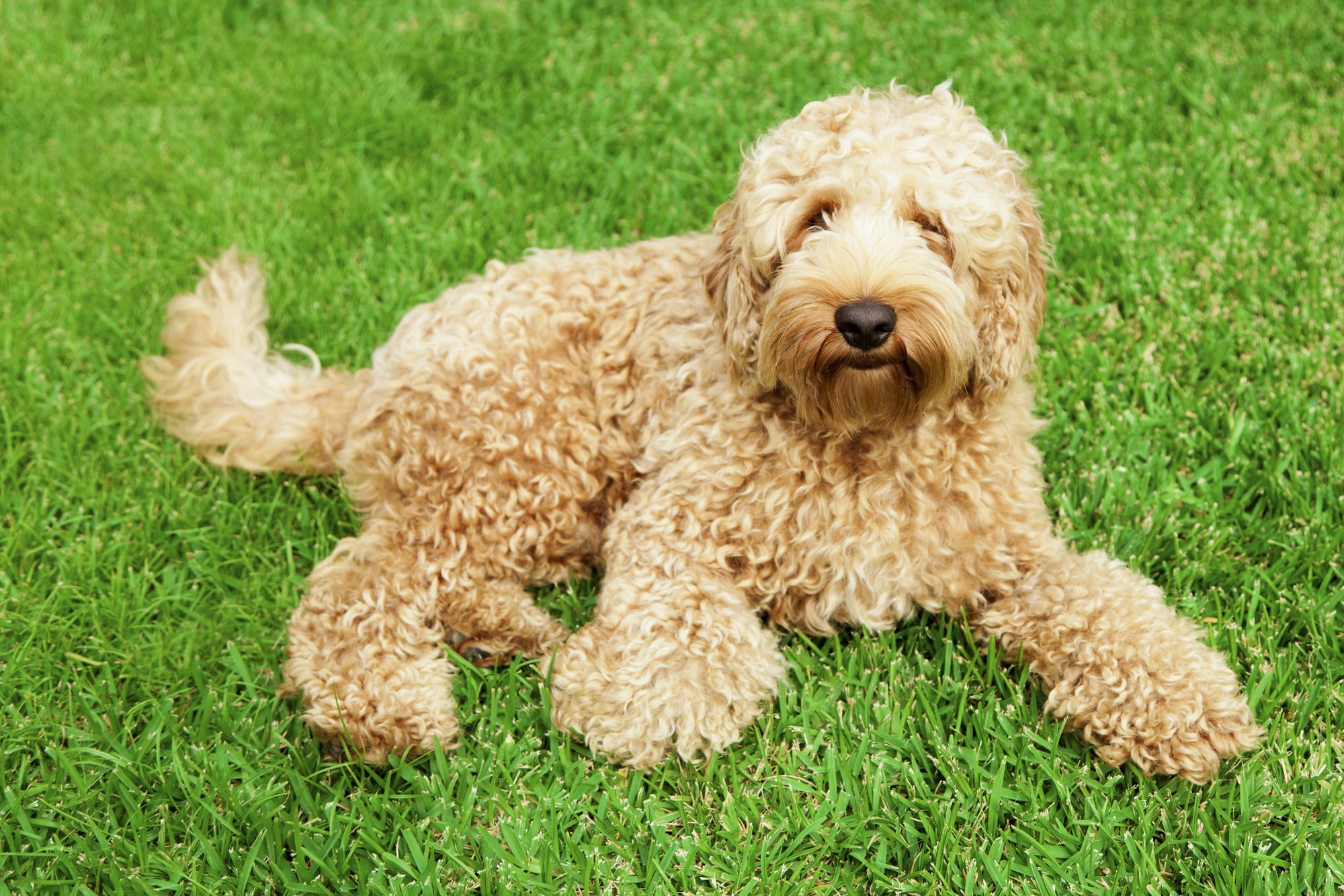 Labradoodle companion dog