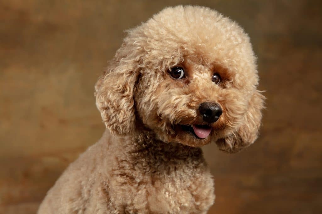 Cute Maltipoo dog in North Carolina