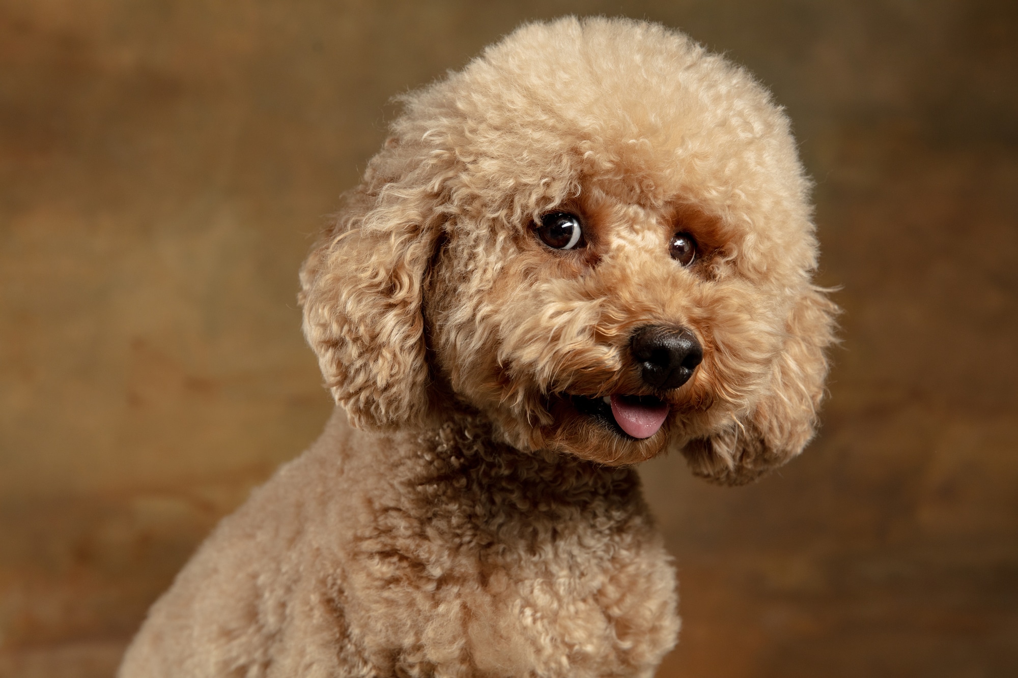 Small curly-coated companion dog