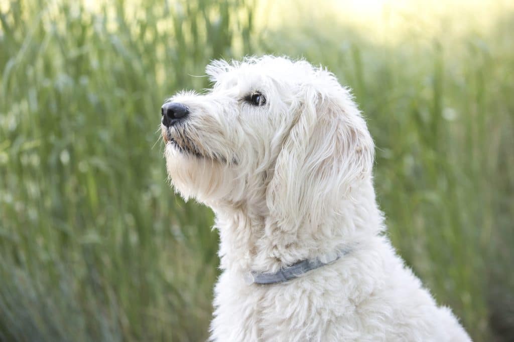 Cute Labradoodle dog in Ohio