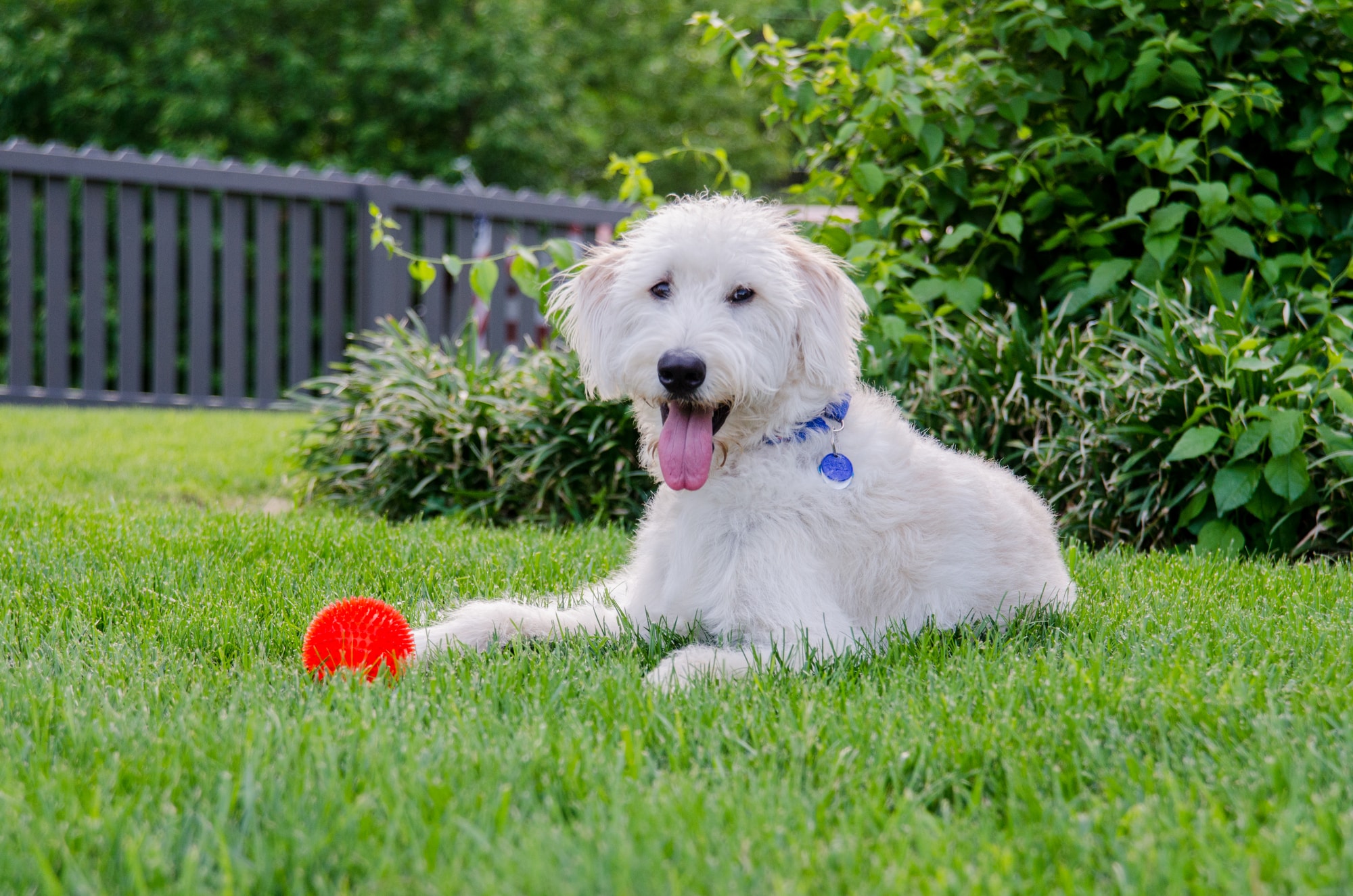 Goldendoodle-type companion dog