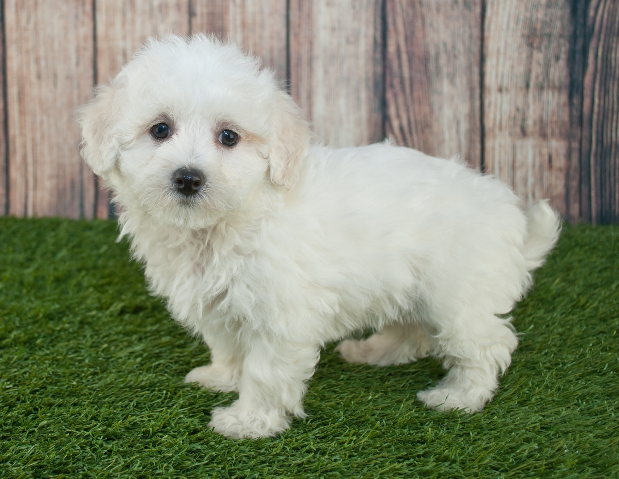 Small curly-coated companion dog