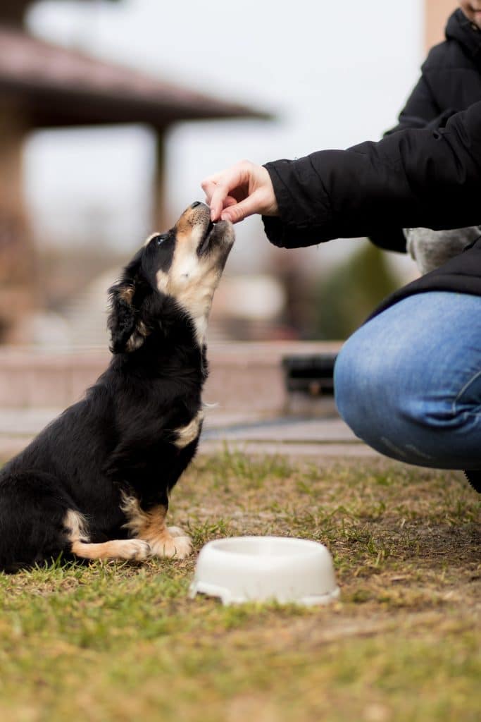 Feeding Your Dog Raw Chicken Feet