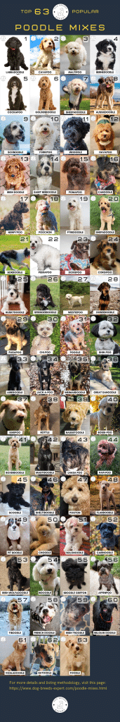 Top 63 most popular poodle mixes [infographic]