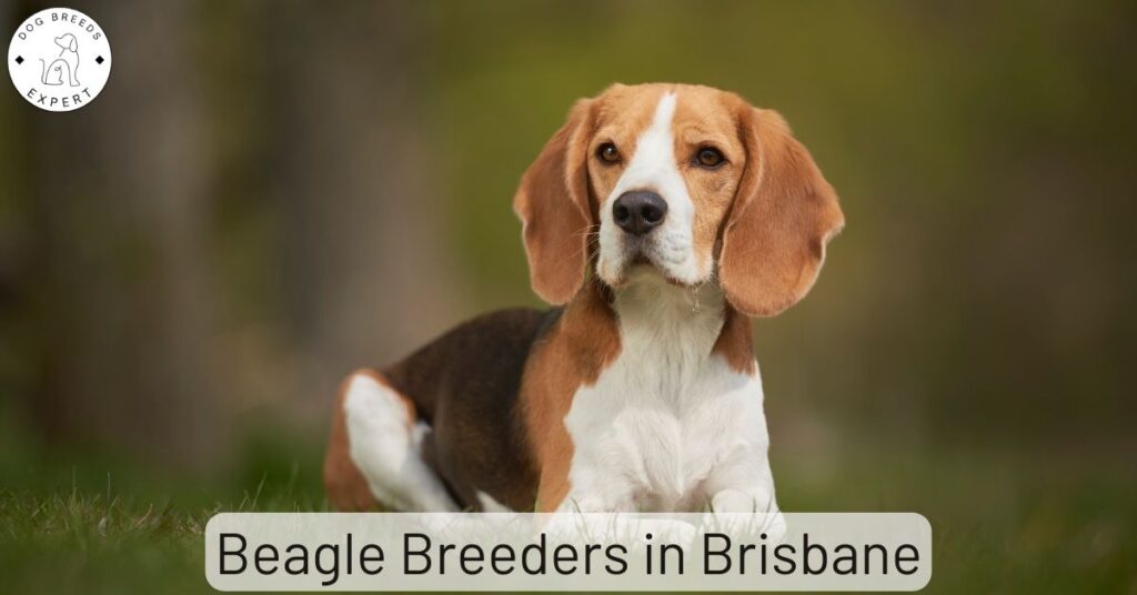 Beagle Breeders in Brisbane | List Of 2 Local Breeders