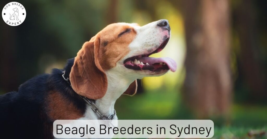 Beagle Breeders in Sydney